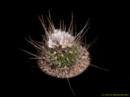 Stenocactus spec. 748